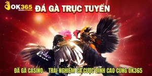 Đá Gà Casino – Trải Nghiệm Cá Cược Đỉnh Cao Cùng ok365