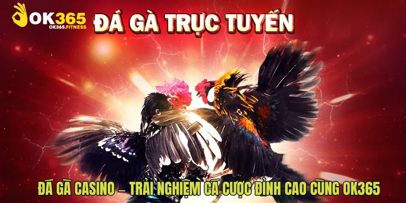 Đá Gà Casino – Trải Nghiệm Cá Cược Đỉnh Cao Cùng ok365