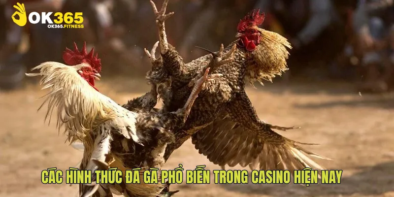 Các hình thức đá gà phổ biến trong casino hiện nay