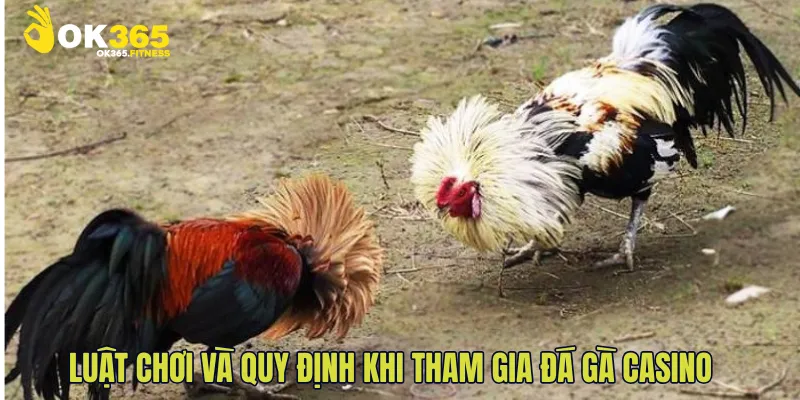Luật chơi và quy định khi tham gia đá gà casino